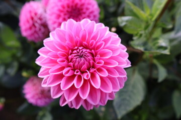 Dahlia at a field of flowers with a lot of color and a bee/fly