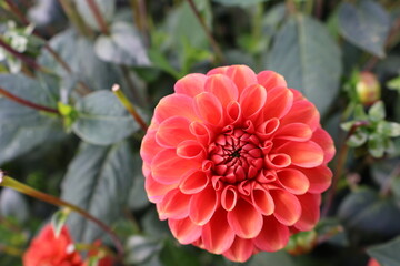 Dahlia at a field of flowers with a lot of color and a bee/fly