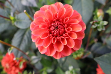 Dahlia at a field of flowers with a lot of color and a bee/fly