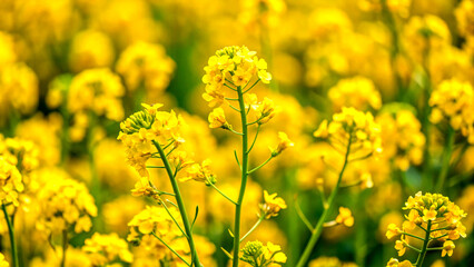 Obraz premium field of yellow flowersflower, yellow, nature, spring, field, plant, flowers, summer, blossom, meadow, garden, bloom, grass, agriculture, tree, macro, season, blooming, sky, beauty, color, closeup, fl