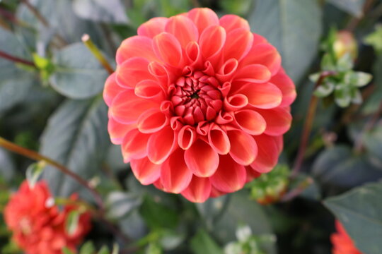 Dahlia at a field of flowers with a lot of color and a bee/fly - Powered by Adobe