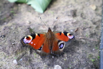 Butterfly in a field with a lot of colors