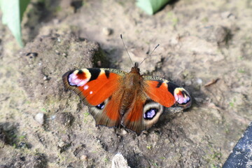 Butterfly in a field with a lot of colors