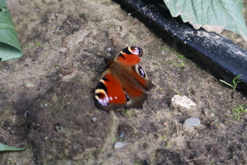 Butterfly in a field with a lot of colors