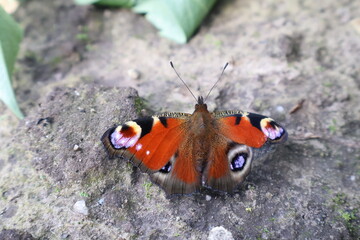 Butterfly in a field with a lot of colors