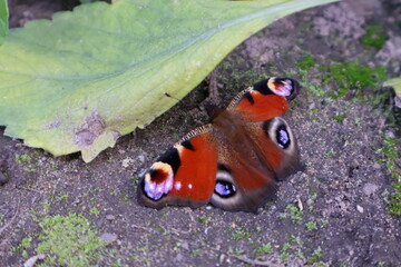 Butterfly in a field with a lot of colors