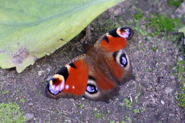 Butterfly in a field with a lot of colors