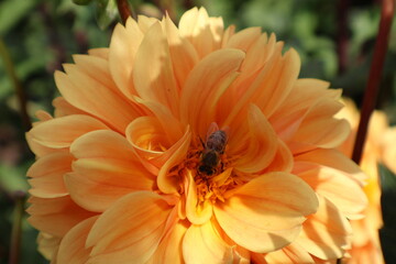 Dahlia at a field of flowers with a lot of color and a bee/fly