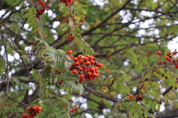 Red berrys in a tree hanging