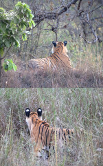 Tiger (Panthera tigris) is a large cat and a member of the genus Panthera native to Asia photo from rear