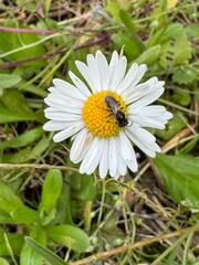 Fototapeta premium Close-up of a rare furrow bee (Halictidae) on a white daisy, showcasing its delicate features and natural habitat.