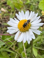 Obraz premium Close-up of a rare furrow bee (Halictidae) on a white daisy, showcasing its delicate features and natural habitat.