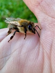 Close-up of an orange beetle on white and pink buckwheat flowers, showcasing intricate floral and insect details in a natural environment.