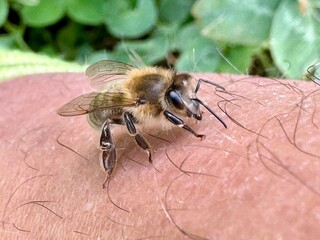 Close-up of an orange beetle on white and pink buckwheat flowers, showcasing intricate floral and insect details in a natural environment.