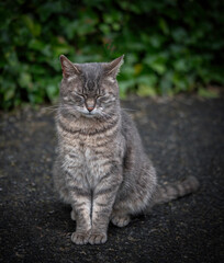 resting chilling cat on the ground