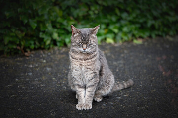 resting cat on the garden path