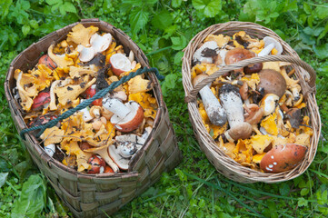 Forest edible mushrooms harvest in a busket