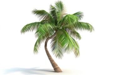 Coconut palm tree coconut plant coconut palm tree.
