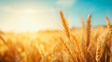 Golden Wheat Field with Blue Sky and Sunlight - AI generated illustration