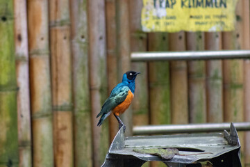 bird on a fence