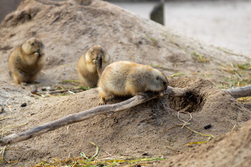 prairie dogs in zoo
