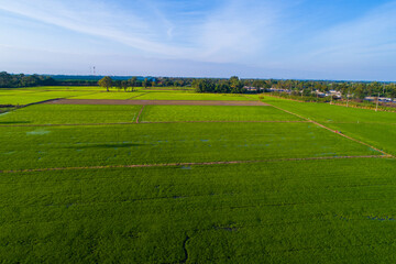 Green paddy rice plantation field sunset light agricultural industry