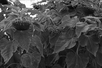 leaves on the ground