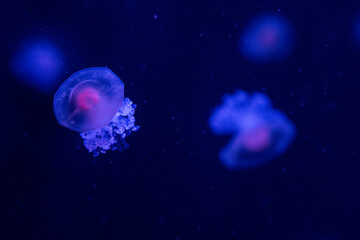 Colorful jellyfish float gracefully in dark water at the aquarium, creating a mesmerizing display
