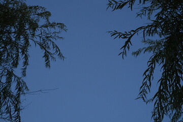 moon and tree