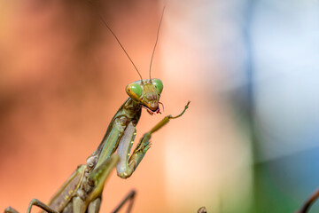 a brown-coloured praying mantis is seen self cleaning