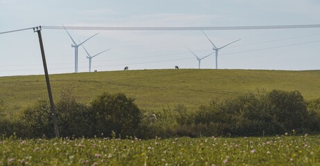 Wind turbines and electricity lines over green field