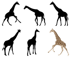 Silhouettes of giraffes on a white background	