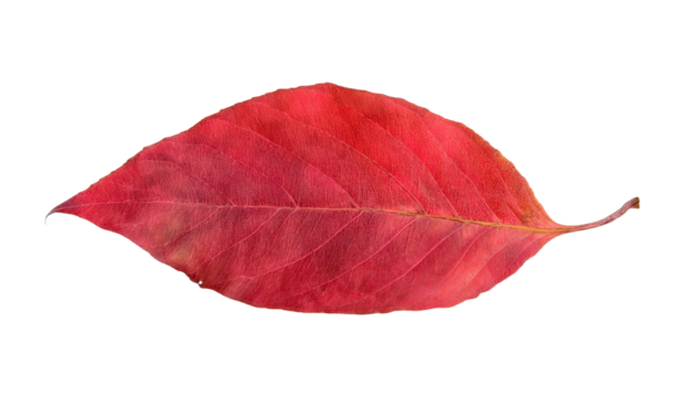 Isolated red leaf on transparent background