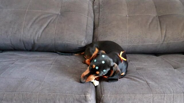 cachorro roendo osso de brinquedo 