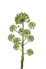 Obraz premium Ivi plant