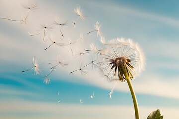 A delicate, fluffy dandelion seedhead, with soft, feathery plumes dispersed in mid-air, against a serene, cloudless sky with a gentle gradient of cerulean blue to pale azure, as if illuminated by warm