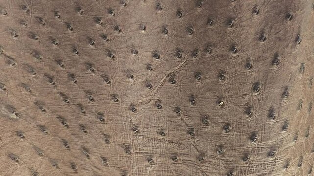 Exploring unique textures of exotic leather in close-up detail from a crafting workshop