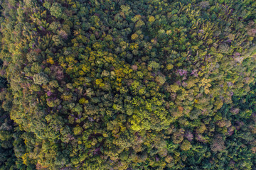 Aerial view green tree tropical rainforest in deep mountain