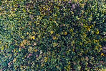 Aerial view green tree tropical rainforest in deep mountain