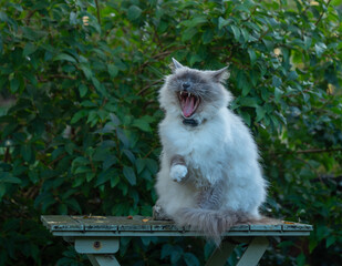 Yawning Rag Doll Pet Cat