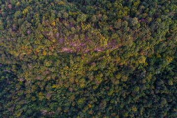 Aerial view green tree tropical rainforest in deep mountain