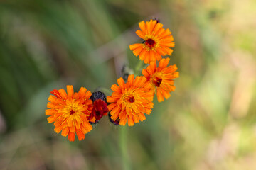 Hawkweed, beautiful orange flowers, summer, season, nature, wilderness, wildflower.