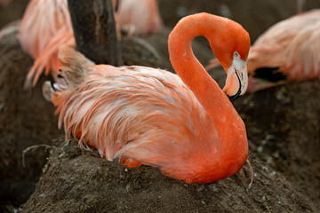 The flamingo is lying on her nest made of sand.