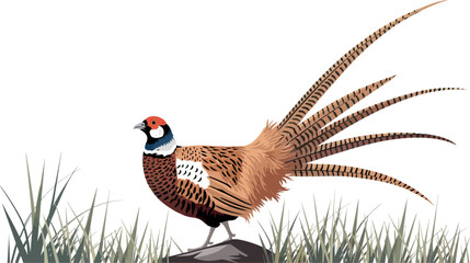 Pheasant bird vector illustration. Versicolor design element