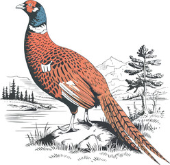 Pheasant bird vector illustration. Versicolor design element