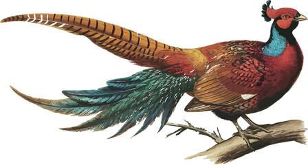 Pheasant bird vector illustration. Versicolor design element © MdUjjall