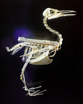 The bones of a small bird, black background