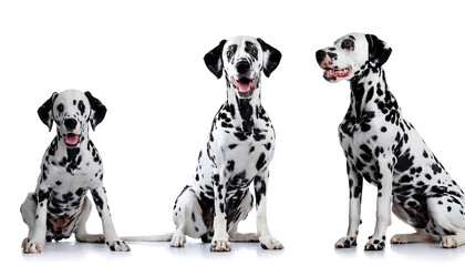 happy dalmatian dog collection portrait sitting standing white background