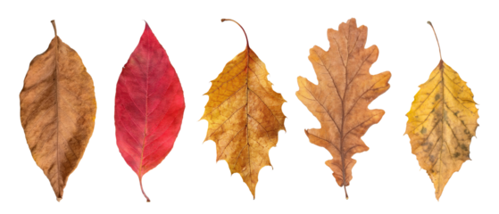 Set of isolated dry leaves on transparent background