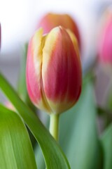 Naklejka premium A portrait of a single flowered tullip standing indoors. The red and yellow spring flower is standing straight up.
